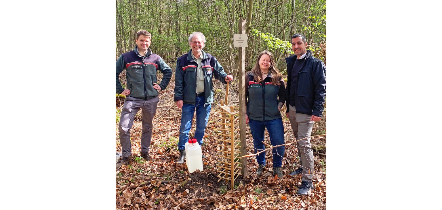 Baum des Jahres 2024 | Gemeinde Gross-Zimmern